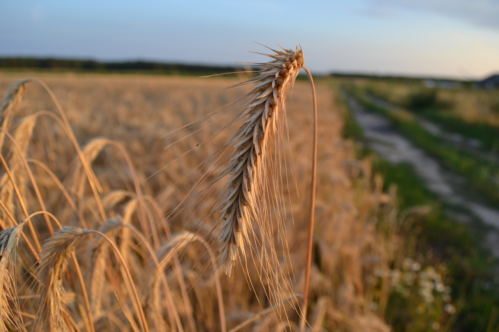 Sommer