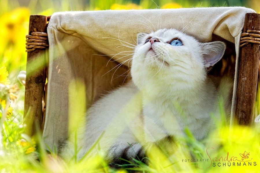 Sommer Foto & Bild tiere, haustiere, tierische begleiter Bilder auf
