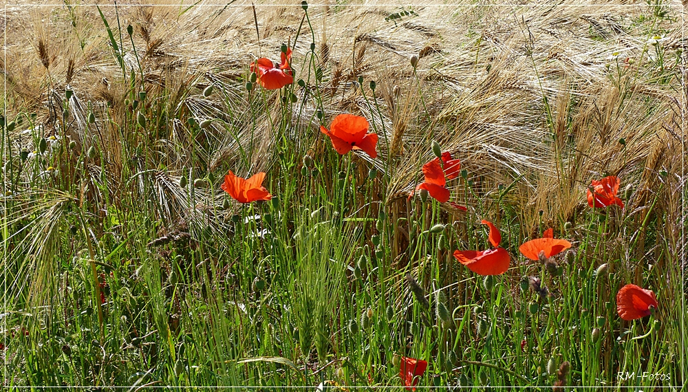 Sommer