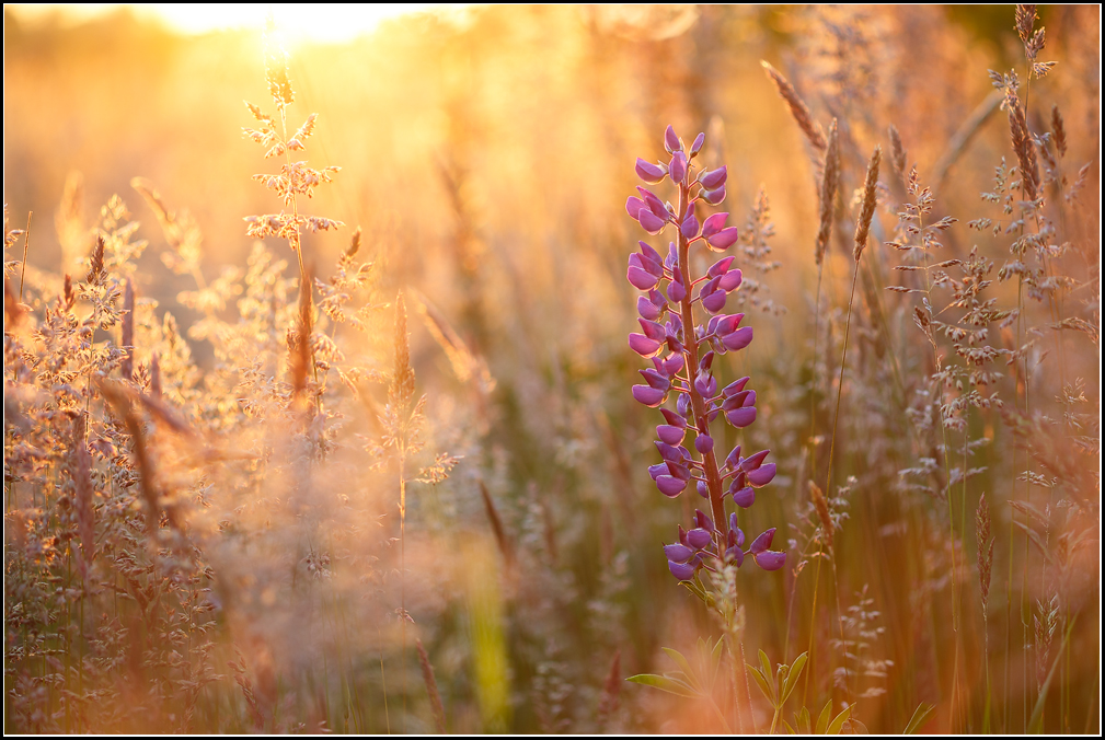 Sommer