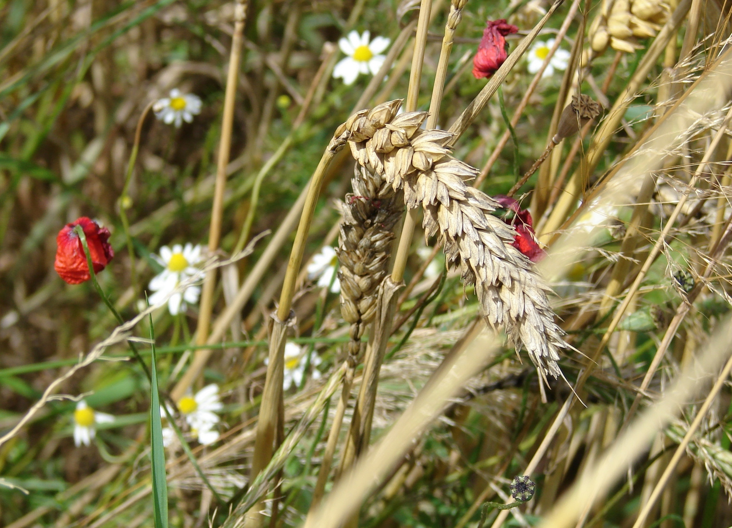 Sommer