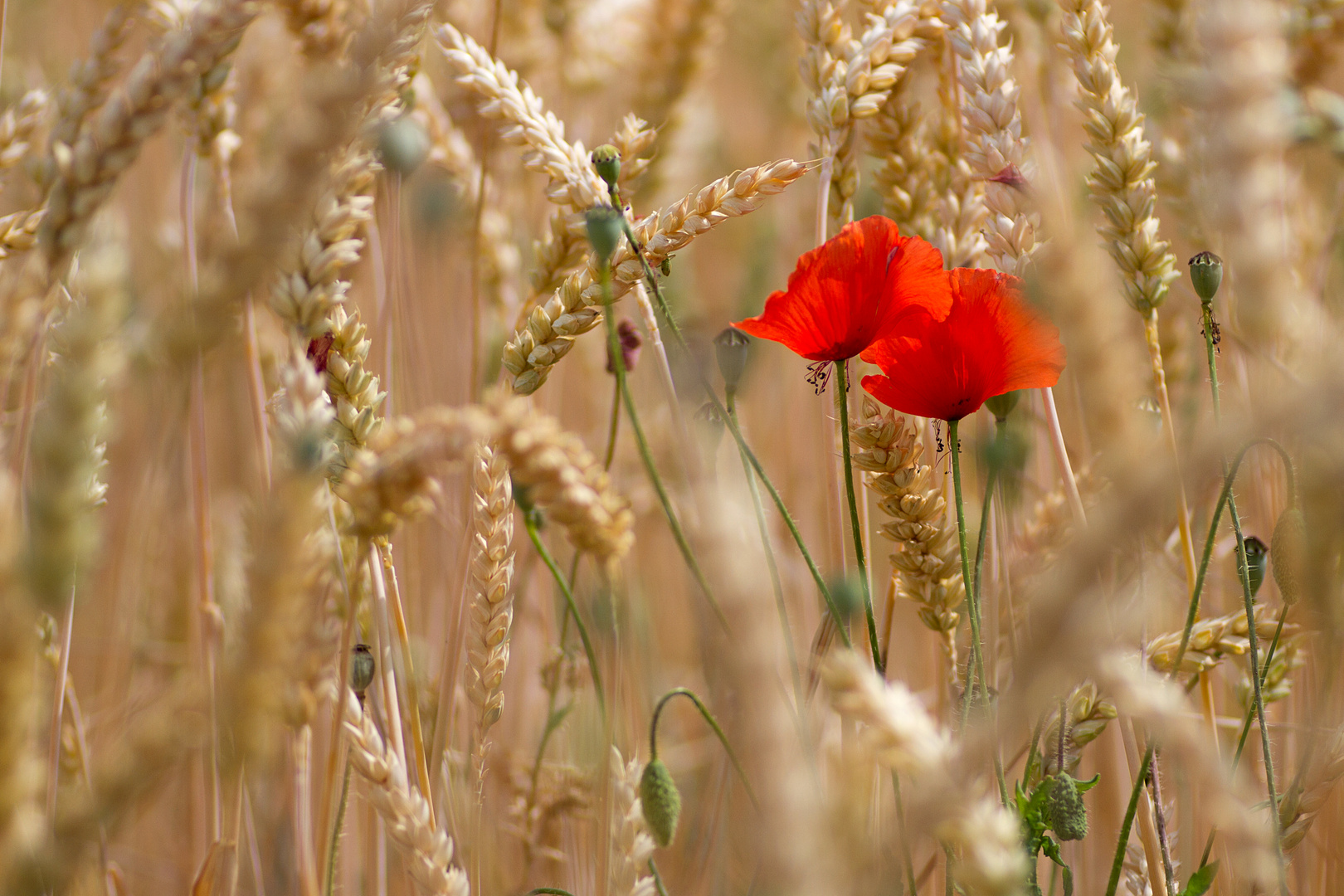 Sommer