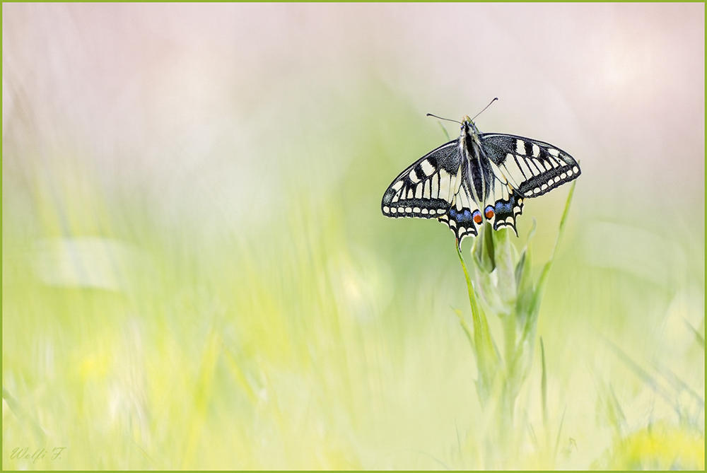 Sommer