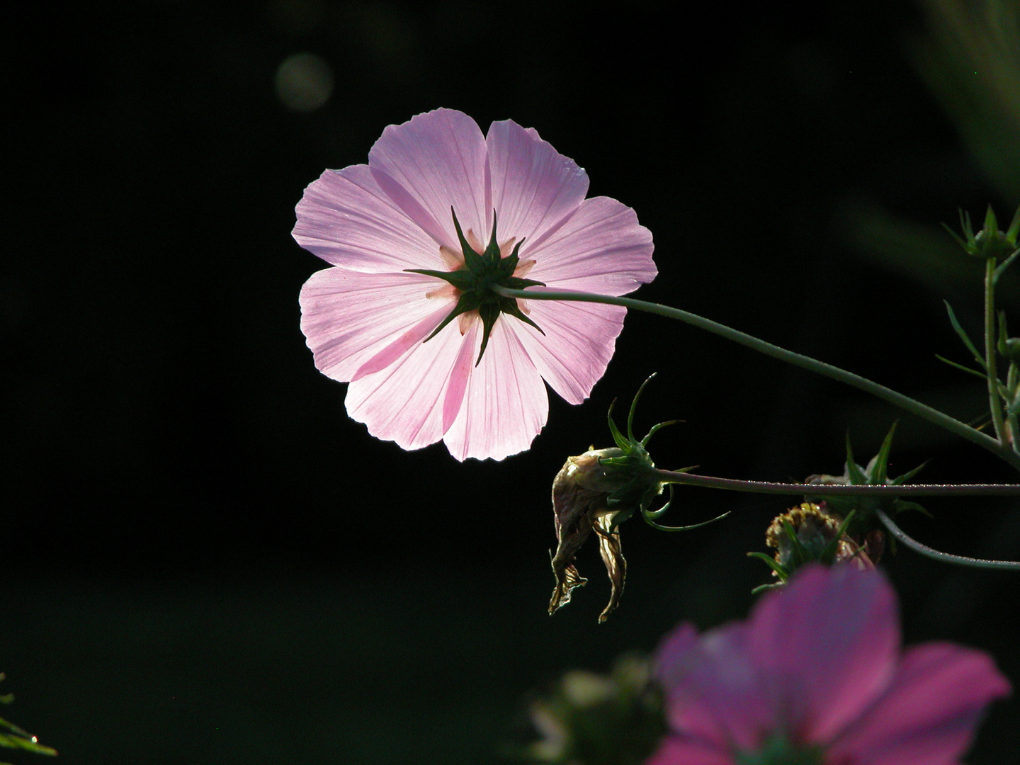 Sommer