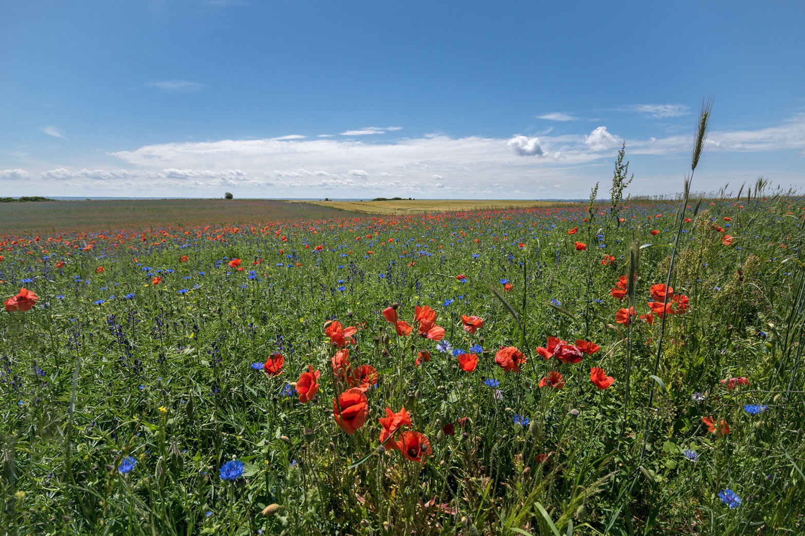 Sommer