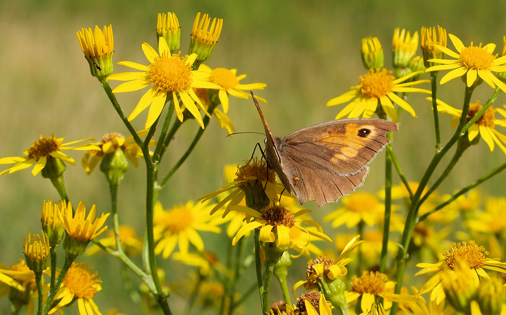 ...Sommer....