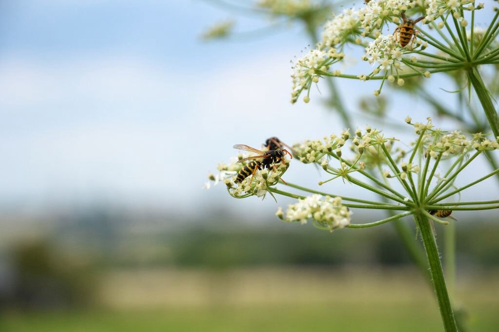 Sommer