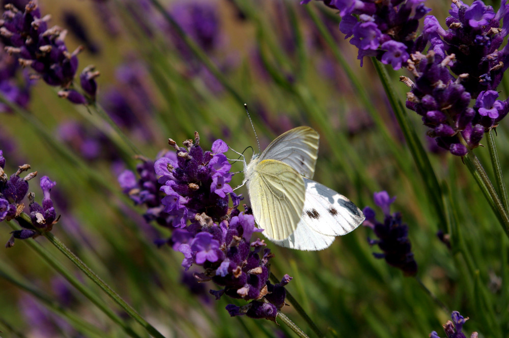 Sommer