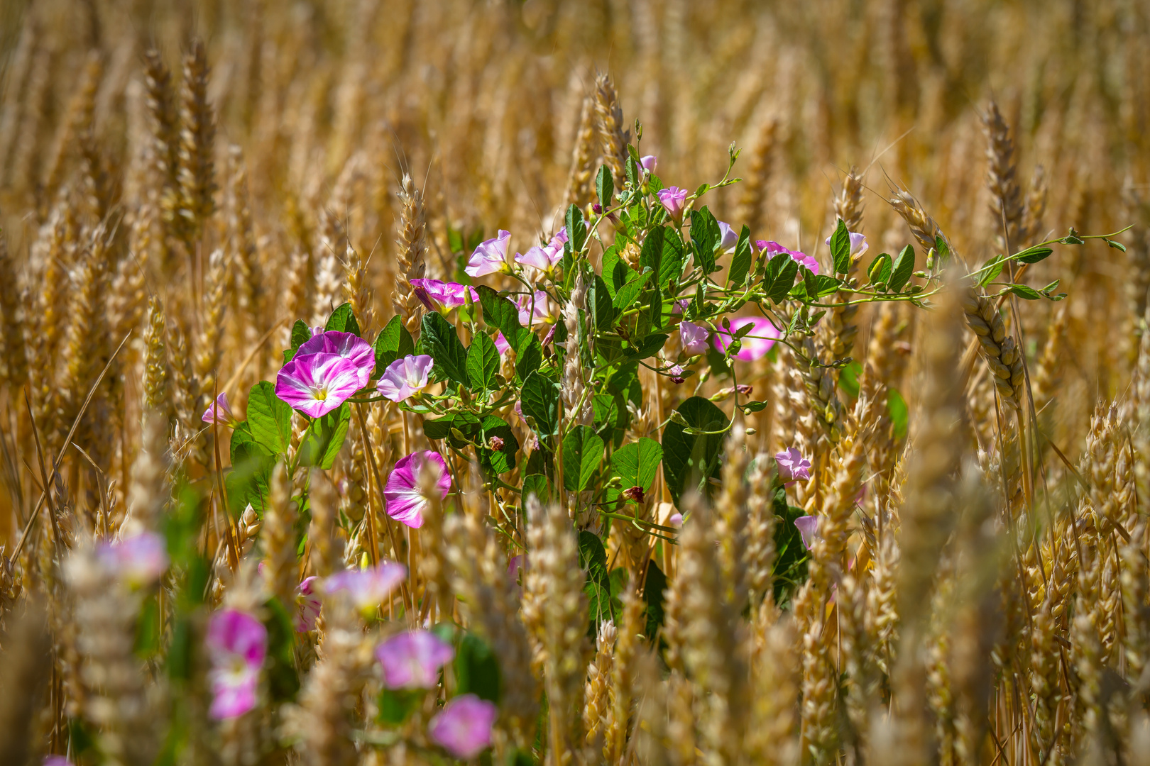 ~ Sommer ~