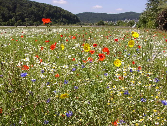 SOMMER !