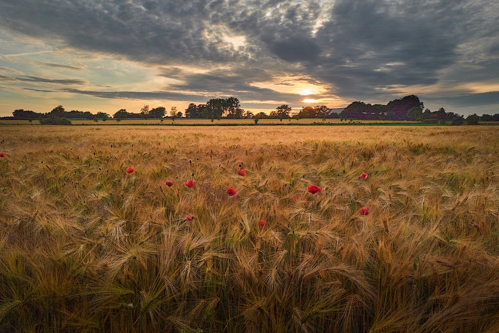 ... sommer