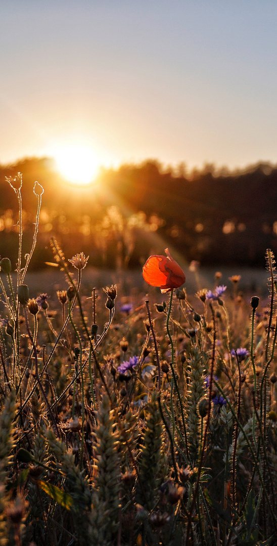 Sommer 