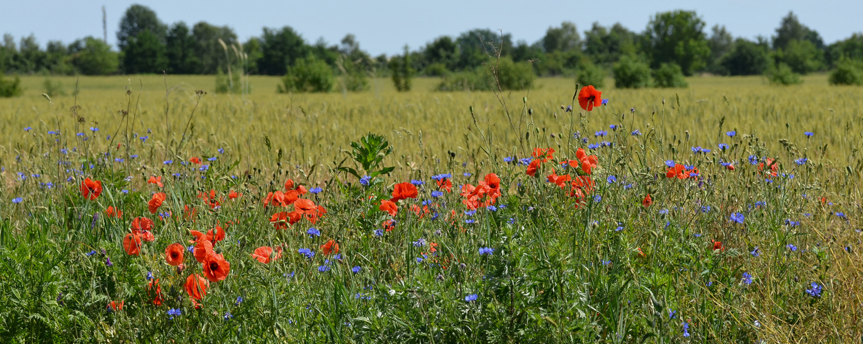 Sommer.....