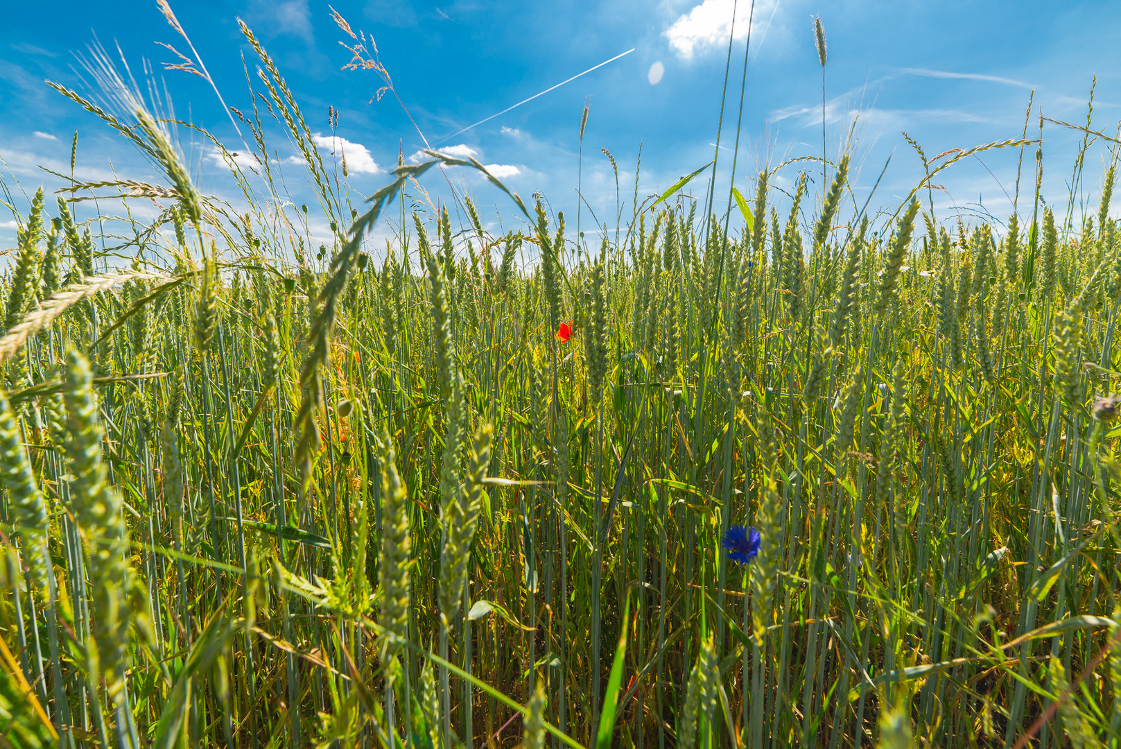 Sommer