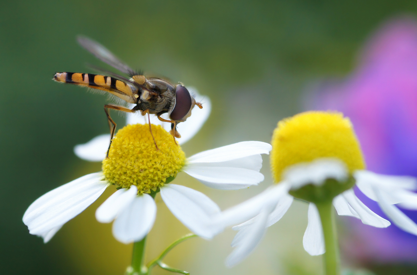 Sommer