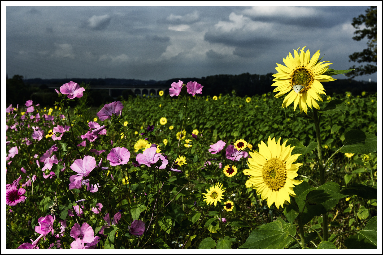 Sommer