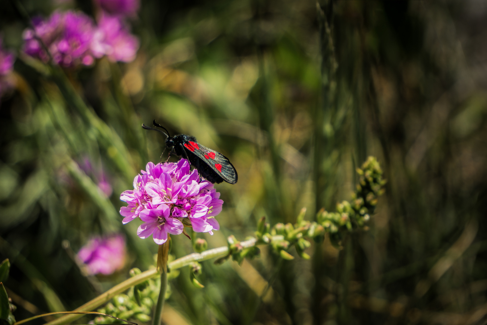 Sommer