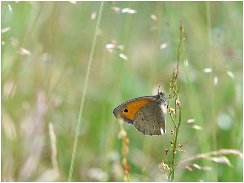 Sommer