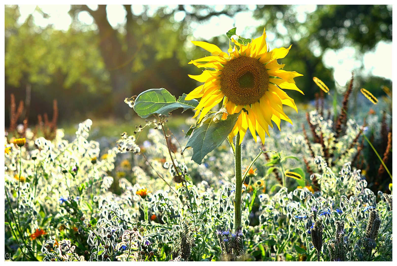 .Sommer.