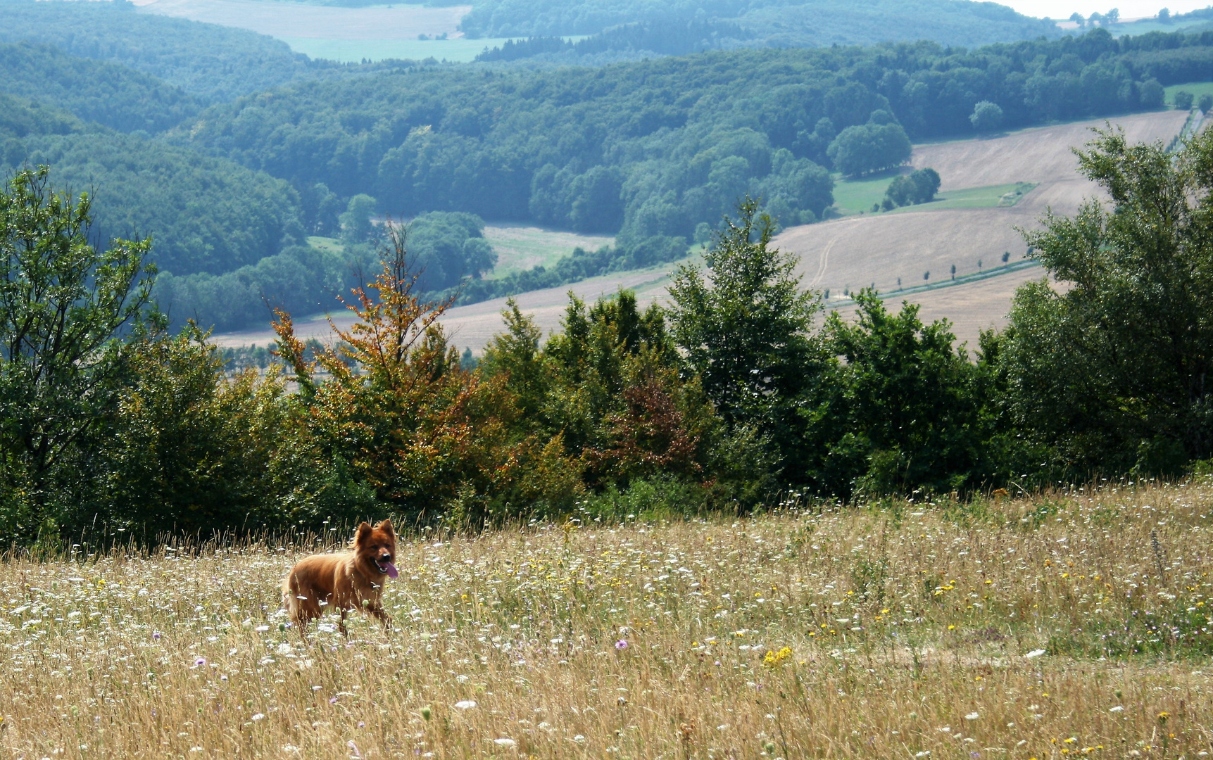 Sommer