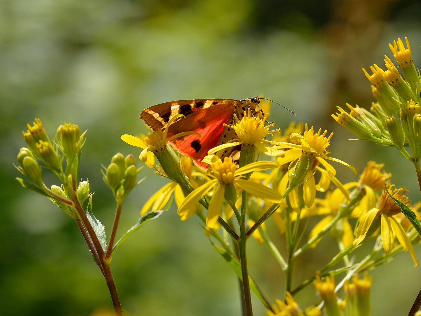 Sommer