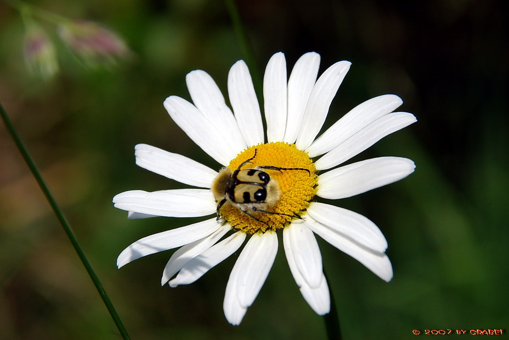 Sommer