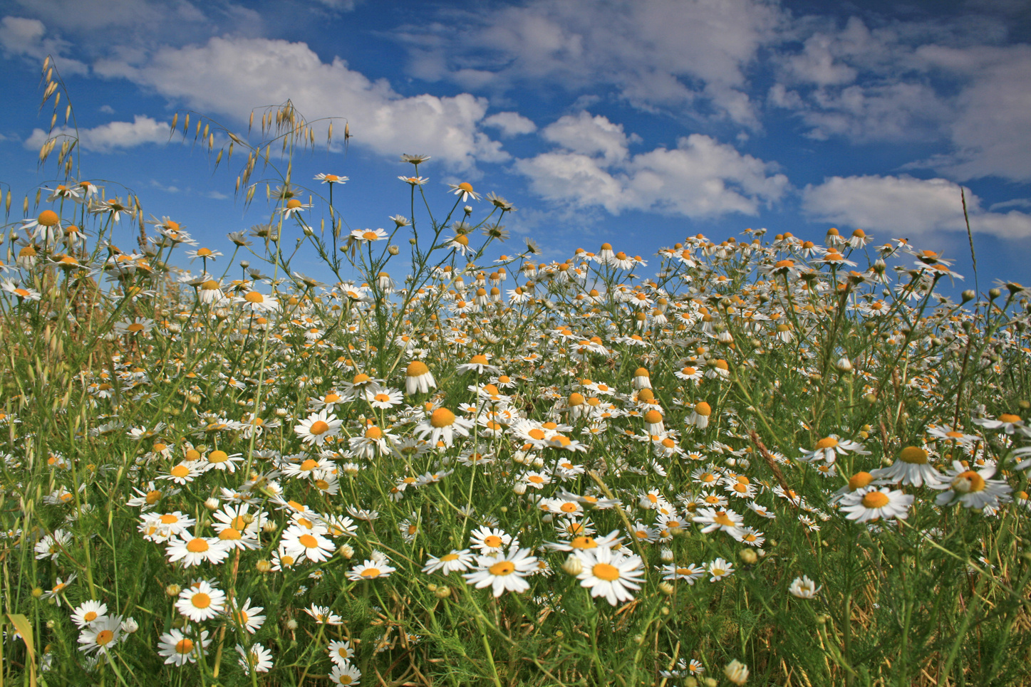 Sommer