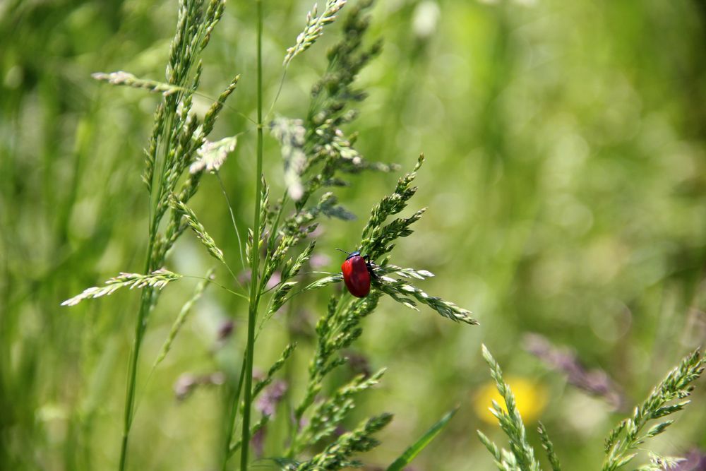 Sommer