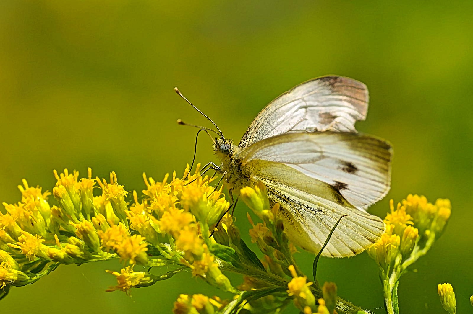 Sommer