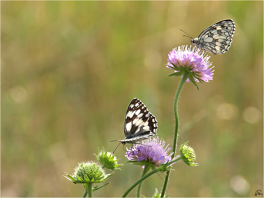 ...Sommer...