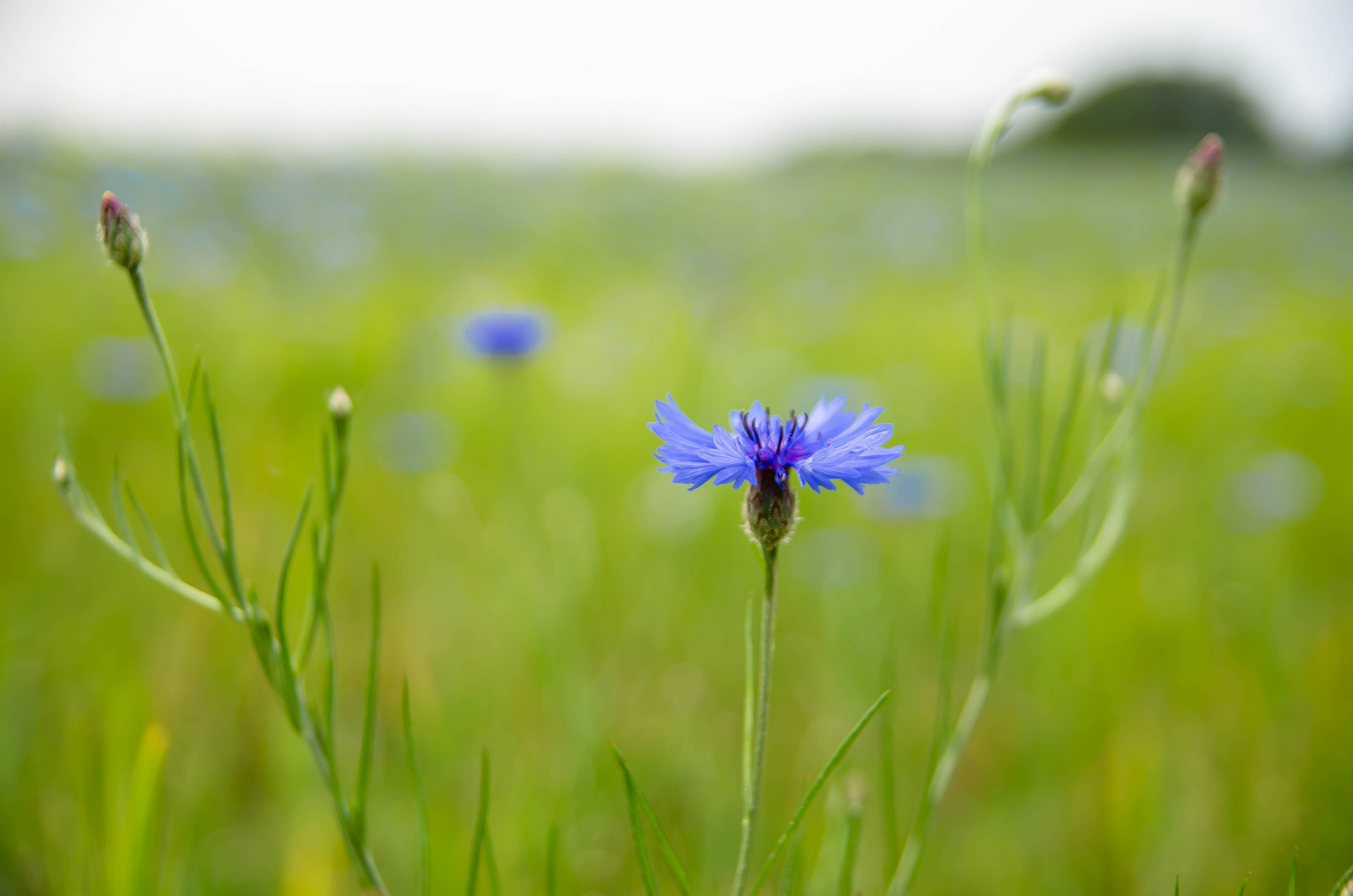 Sommer