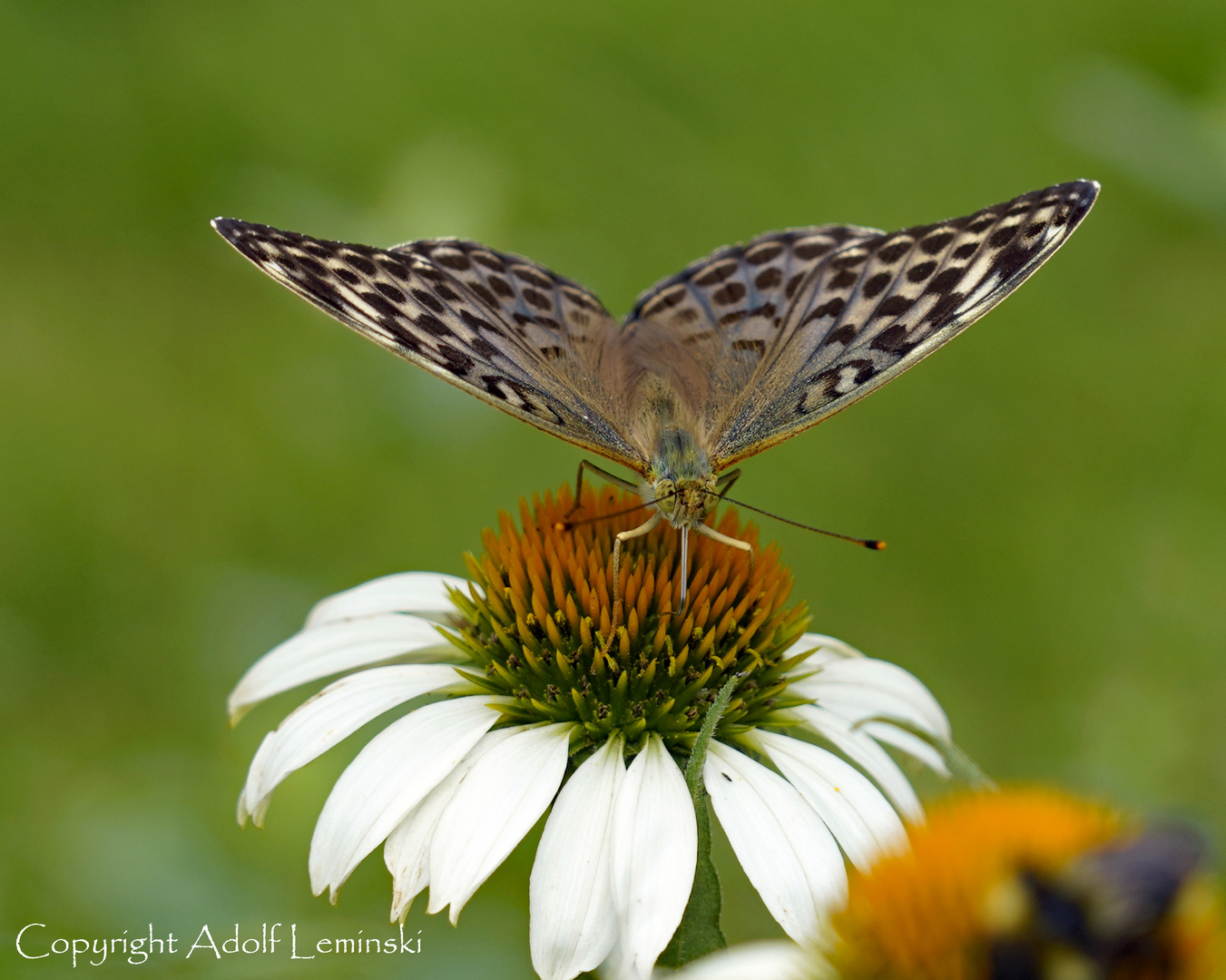 ..... Sommer.....