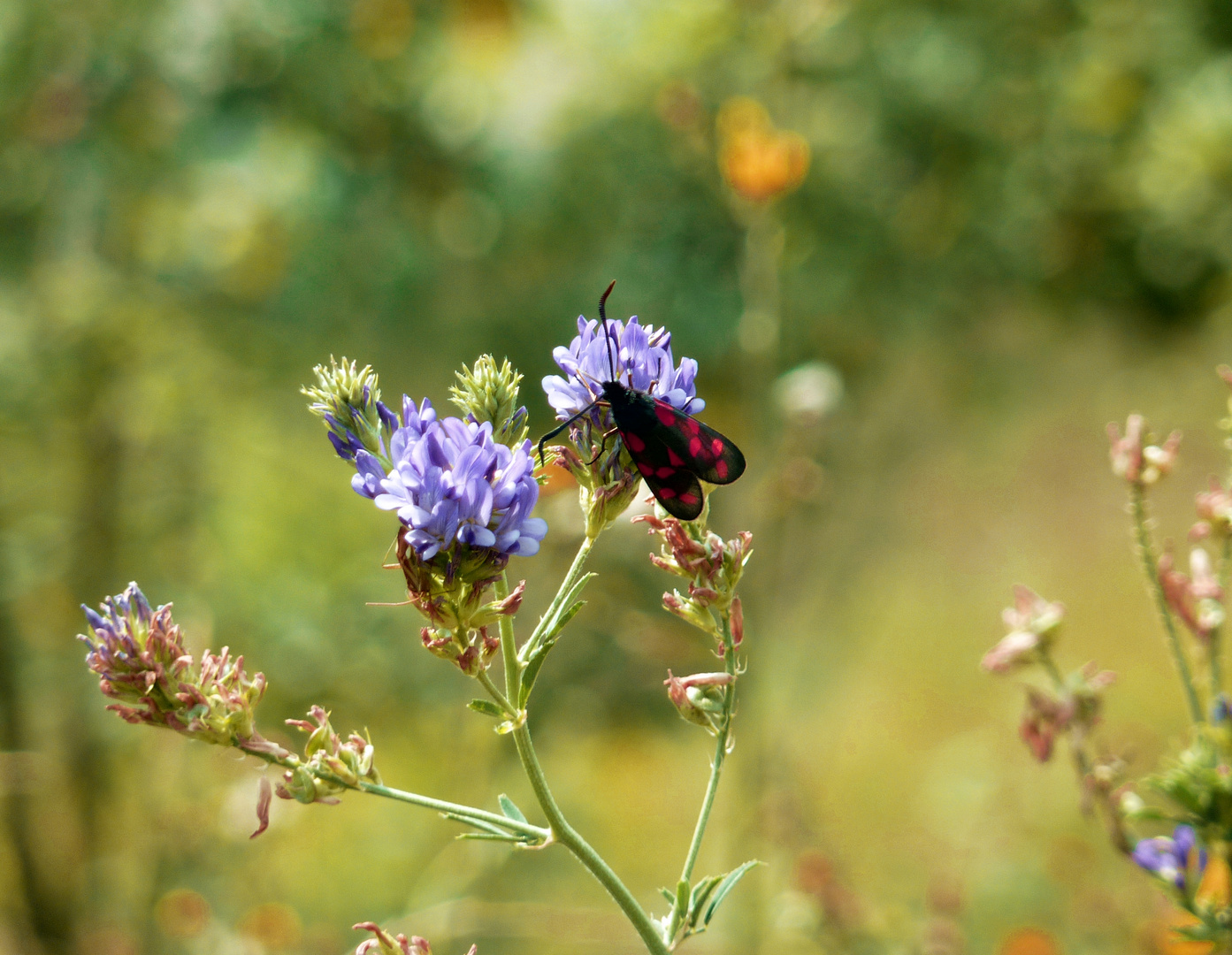 Sommer