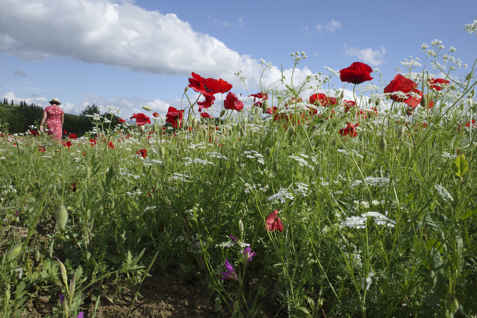 Sommer