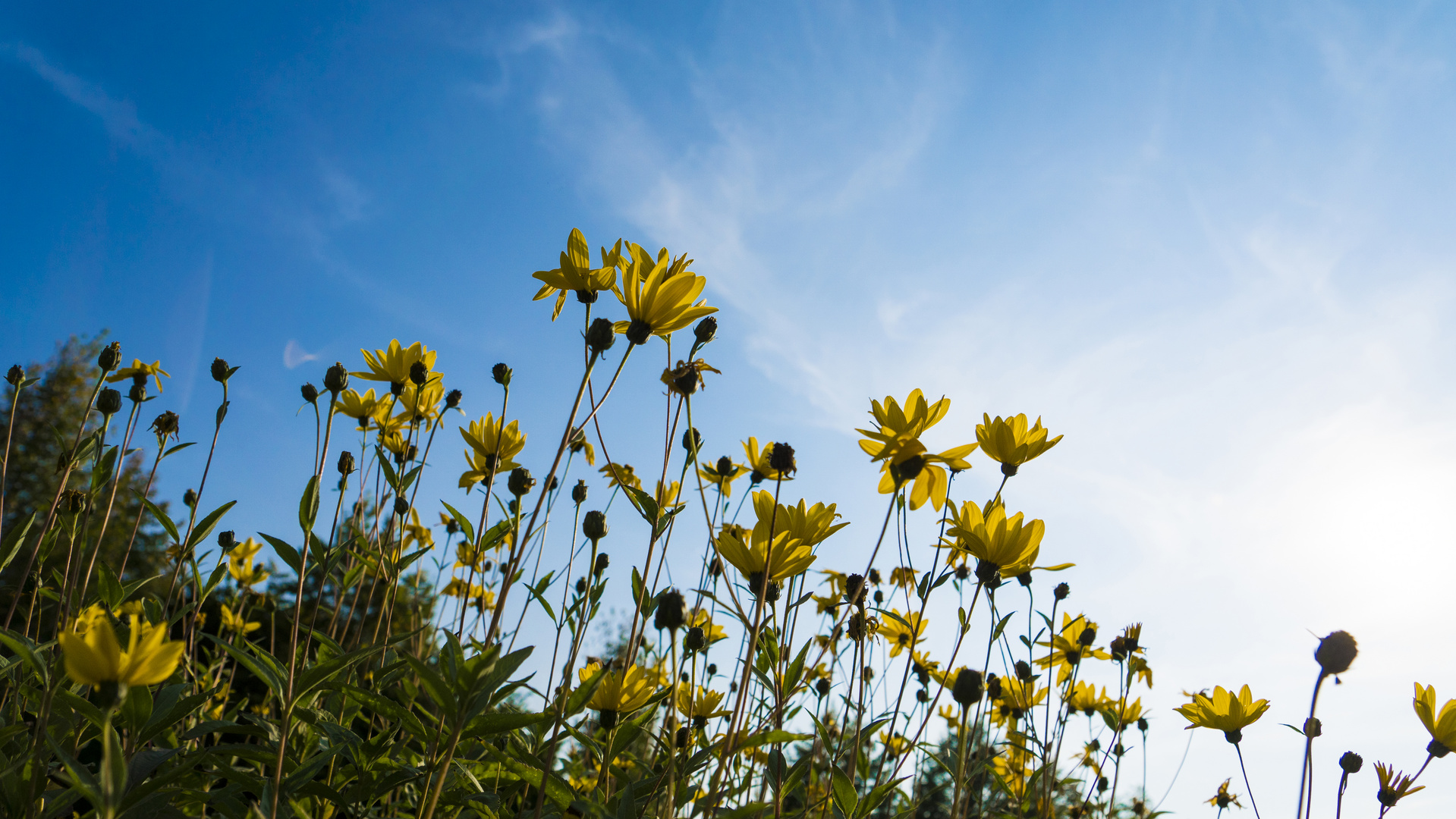 Sommer