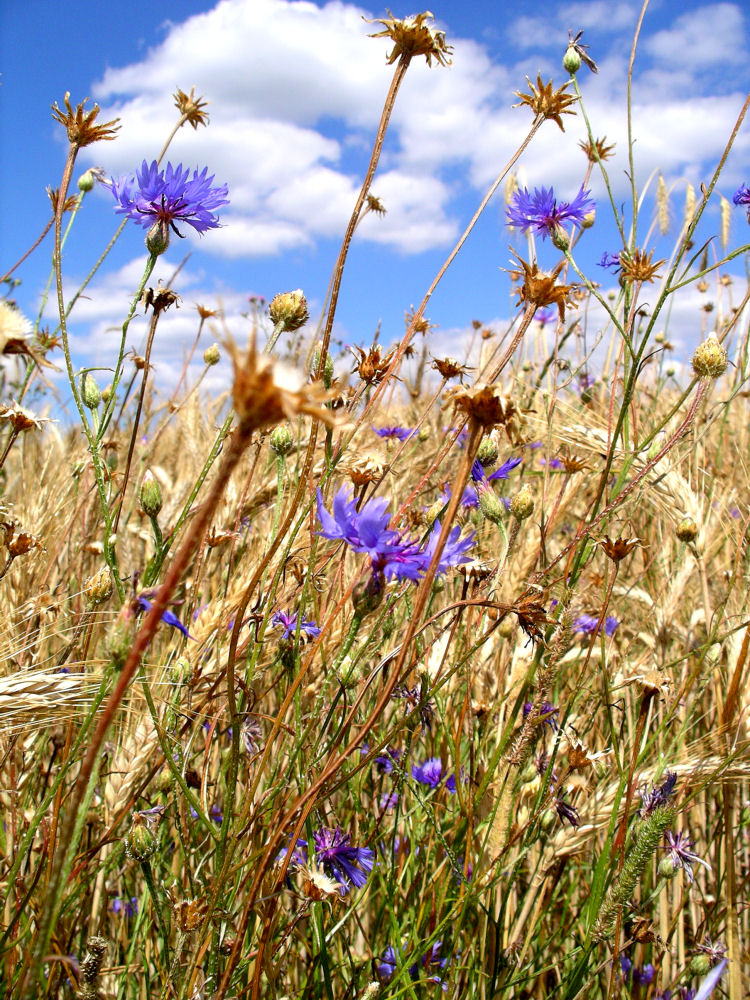 Sommer!