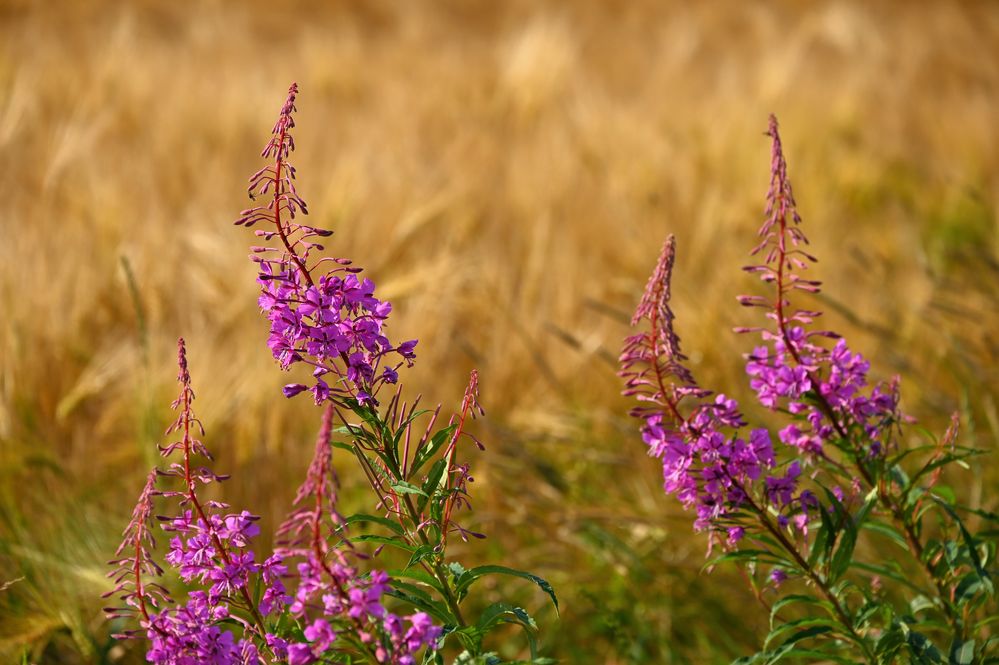 Sommer...