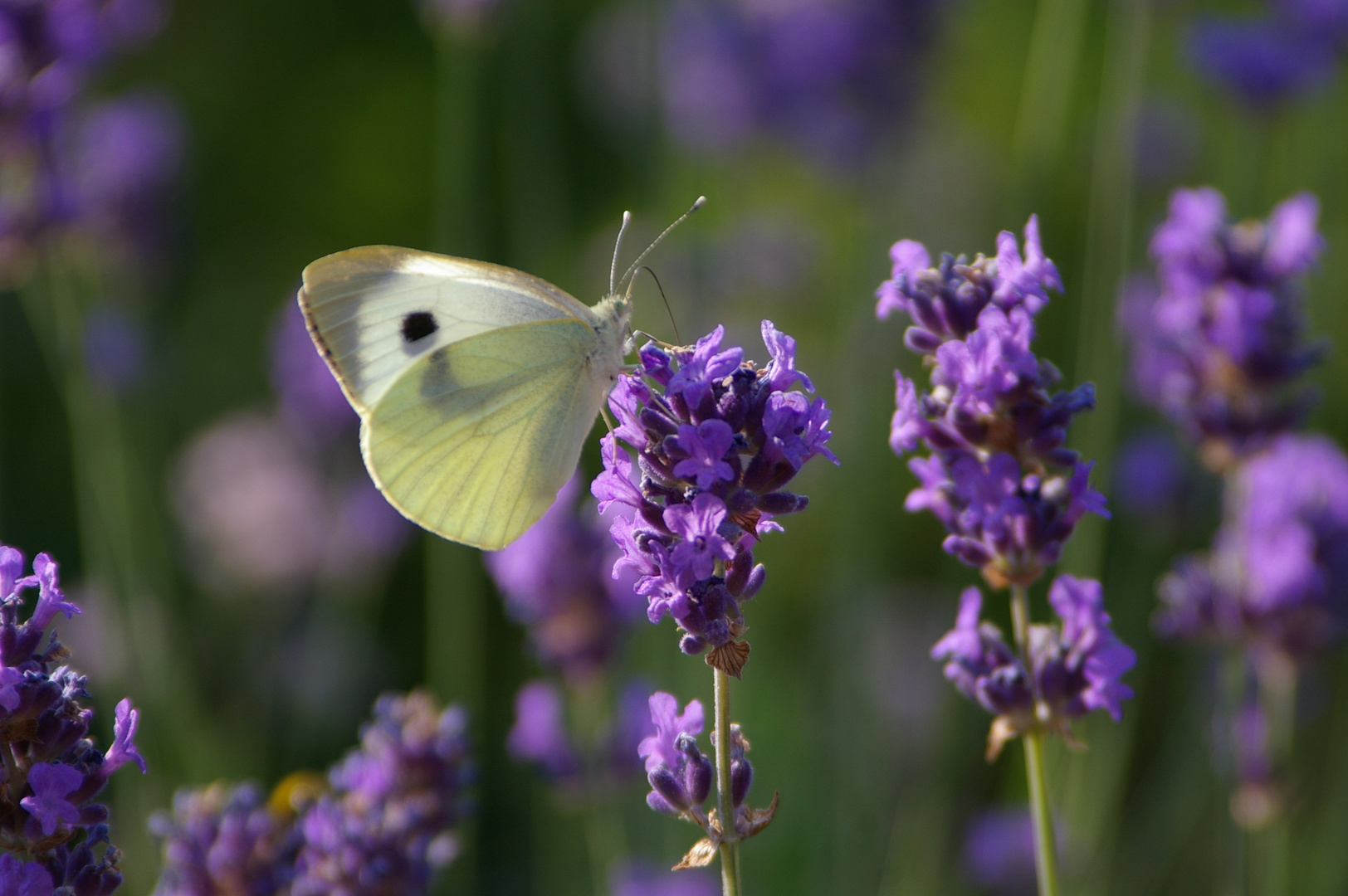 Sommer