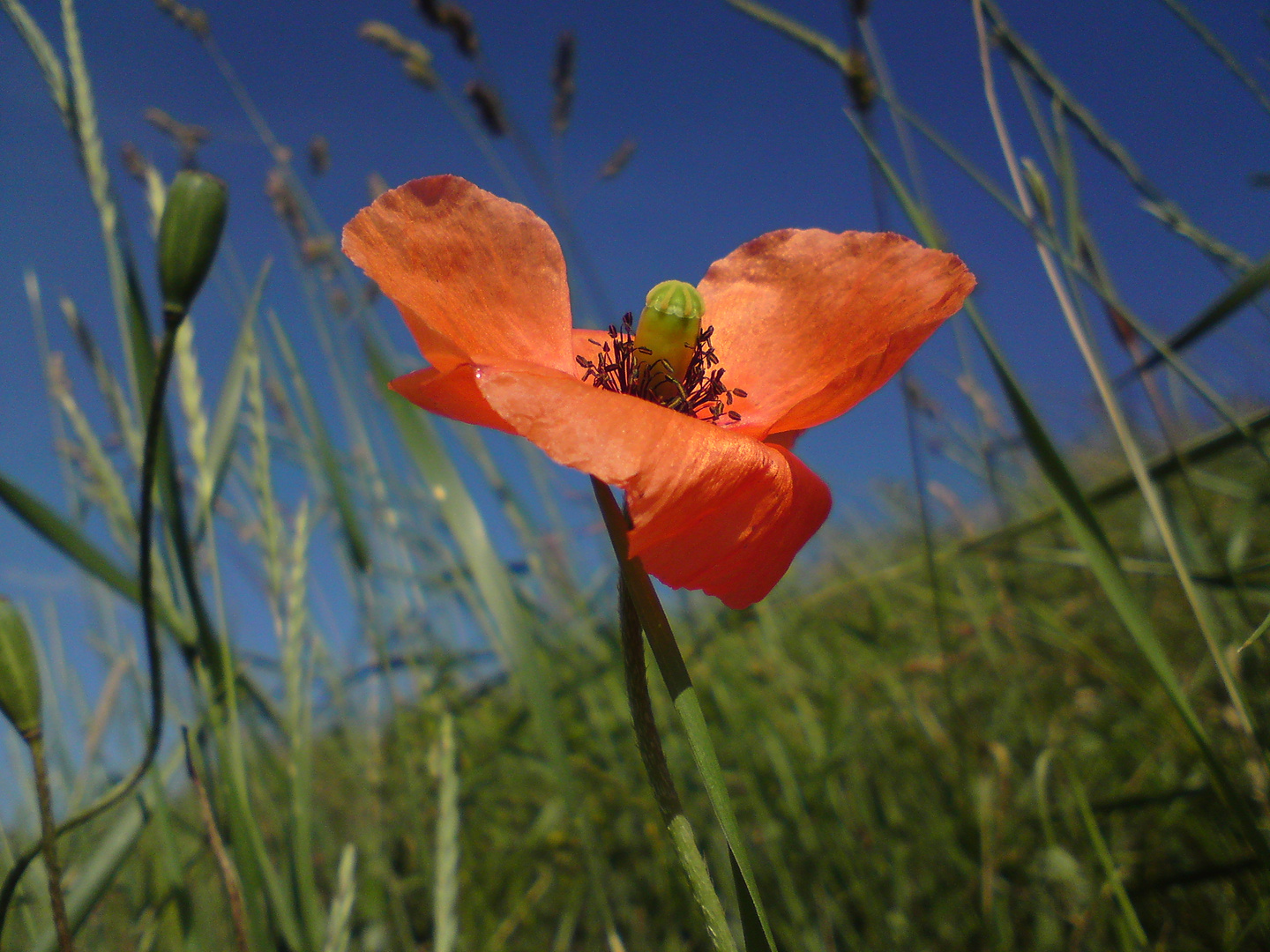 Sommer