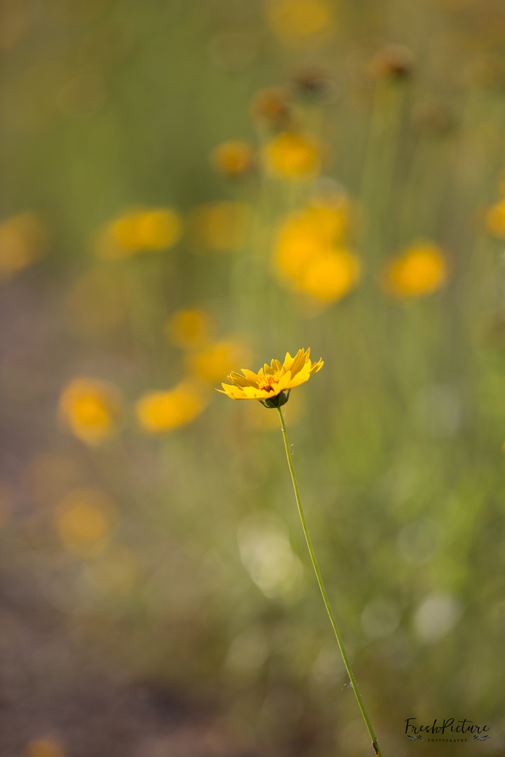 sommer.