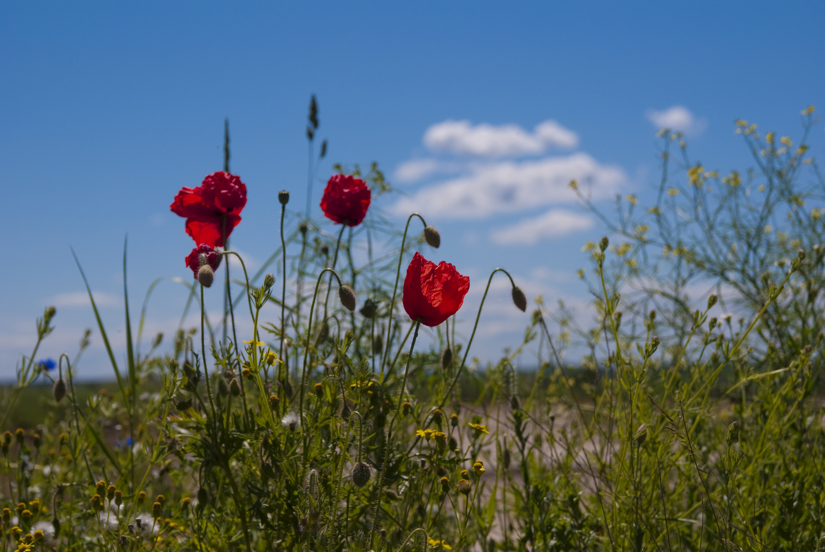 Sommer