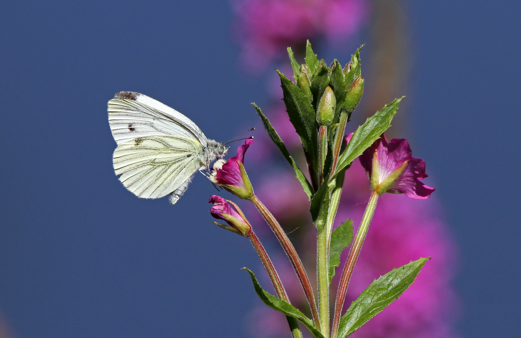 sommer