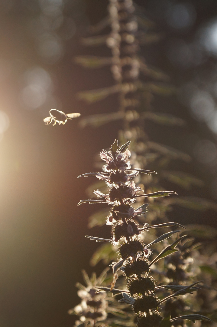 Sommer