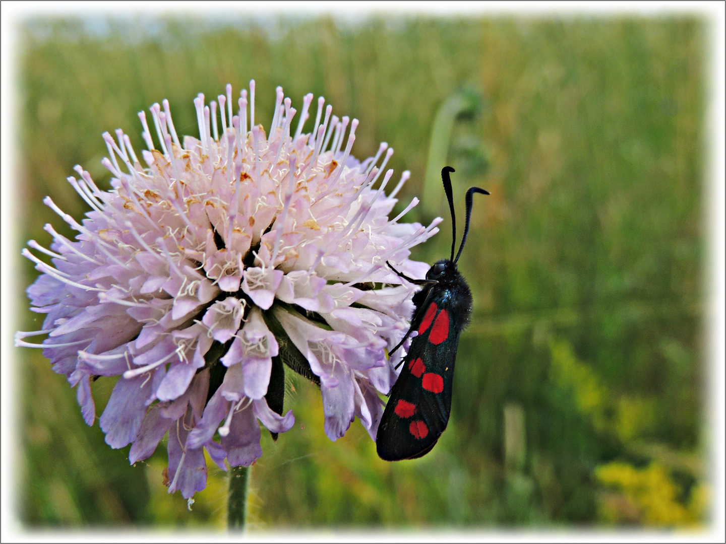 Sommer