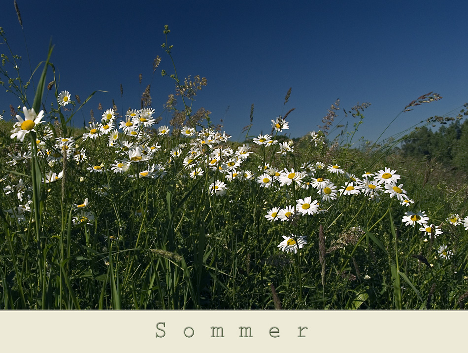 SOMMER