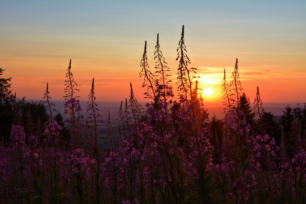 SOMMER - ABEND