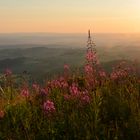 SOMMER - ABEND