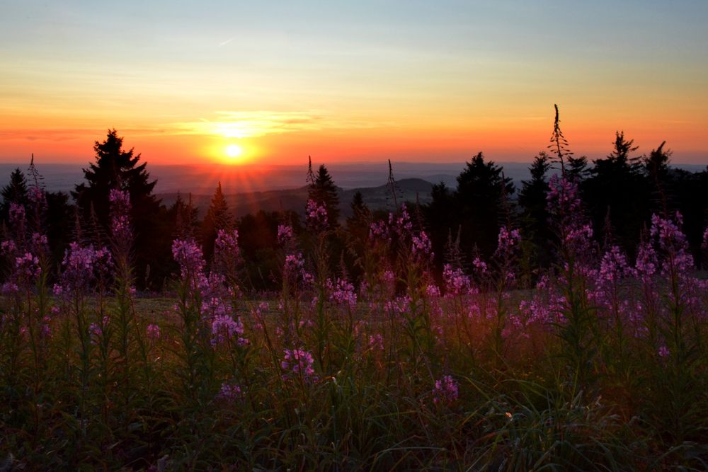 SOMMER - ABEND