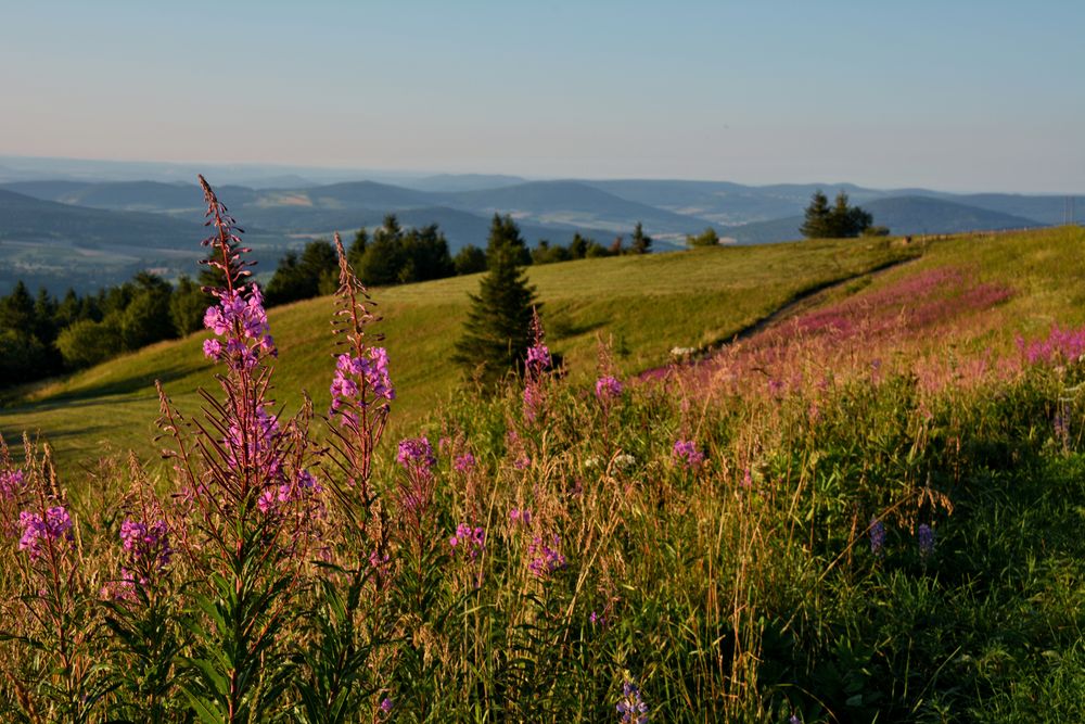 SOMMER - ABEND