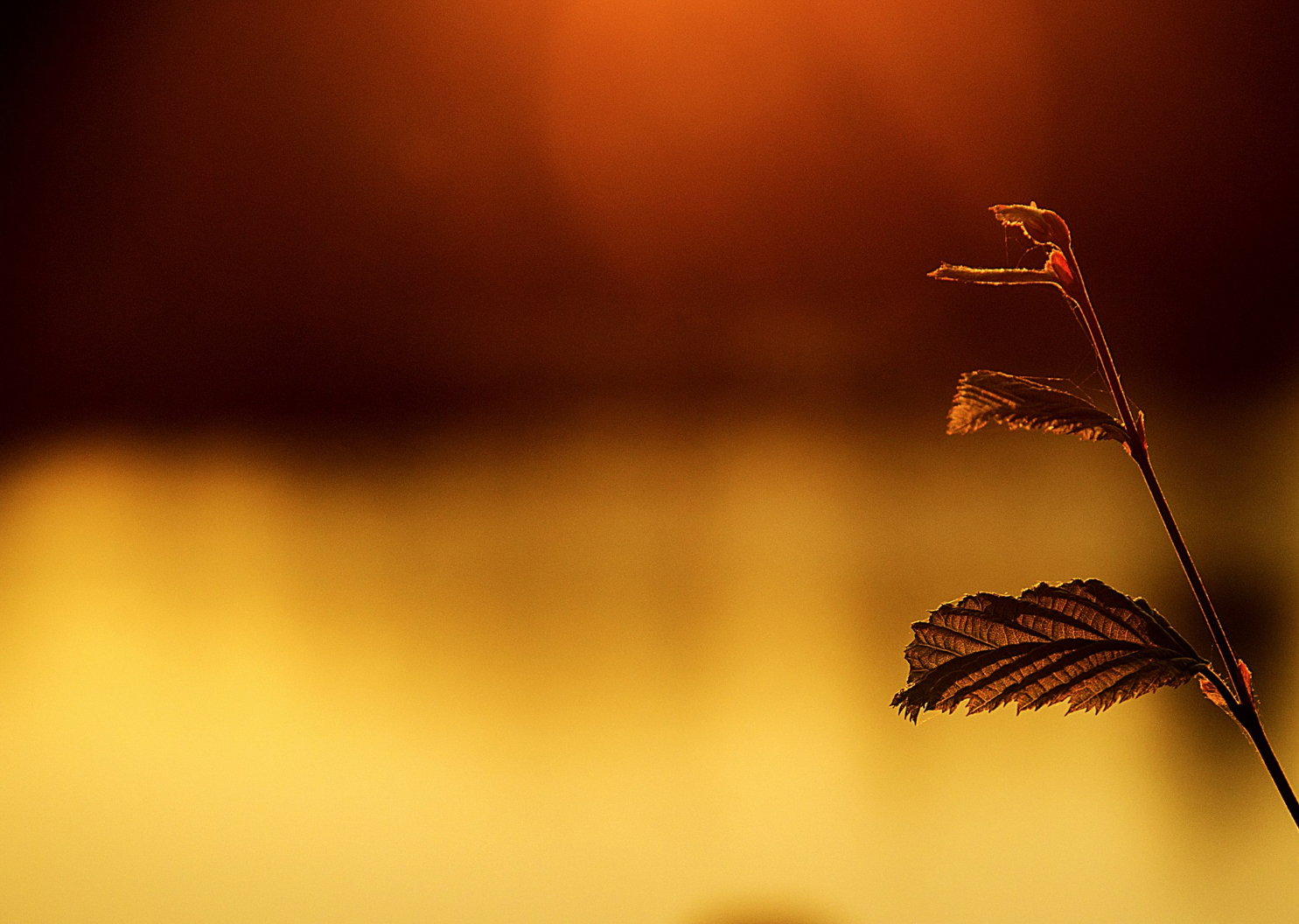 Sommer - Abend